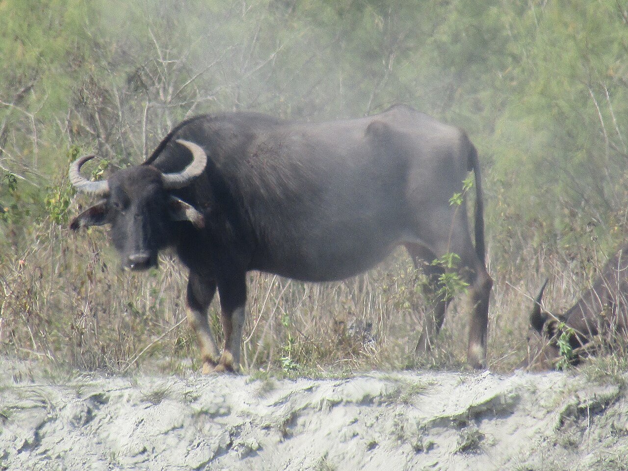 Dibru-Saikhowa National Park