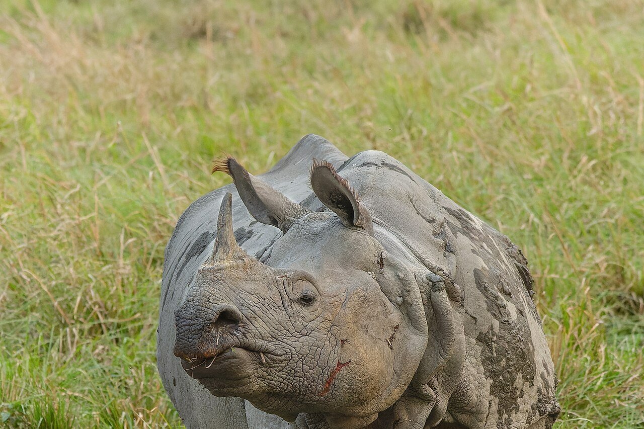 One-Horned Rhino in Kaziranga, Assam