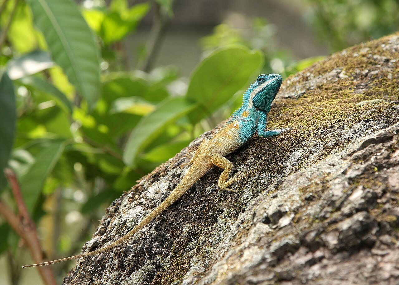 Keibul Lamjao National Park